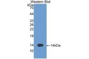 Western Blotting (WB) image for anti-C-Fos Induced Growth Factor (Vascular Endothelial Growth Factor D) (Figf) (AA 93-201) antibody (ABIN7425731)