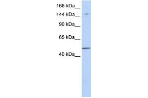 WB Suggested Anti-PRDM15 Antibody Titration:  0. (PRDM15 抗体  (Middle Region))