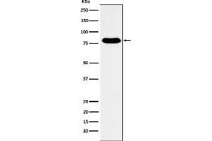 Western blot analysis of GTPBP4 expression in Human fetal kidney lysate.