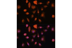 Immunofluorescence analysis of L929 cells using RNH1 Rabbit pAb (ABIN1682553, ABIN3018507, ABIN3018508 and ABIN6220489) at dilution of 100 (40x lens). (RNH1 抗体  (AA 202-461))