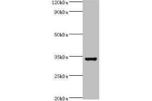 Western blot All lanes: Baculoviral IAP repeat-containing protein 7 antibody at 6 μg/mL + Hela whole cell lysate Secondary Goat polyclonal to rabbit IgG at 1/10000 dilution Predicted band size: 33, 31 kDa Observed band size: 33 kDa (BIRC7 抗体  (AA 1-265))