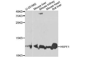 Western blot analysis of extracts of various cell lines, using HSPE1 antibody. (HSPE1 抗体  (AA 1-102))