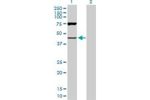 Western Blot analysis of OAS1 expression in transfected 293T cell line by OAS1 MaxPab polyclonal antibody. (OAS1 抗体  (AA 1-364))