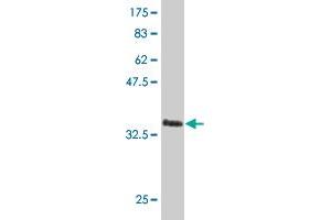 Western Blot detection against Immunogen (36. (LHX4 抗体  (AA 208-306))