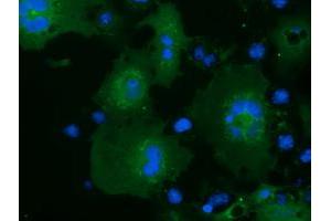 Immunofluorescence (IF) image for anti-MOB Kinase Activator 3B (MOB3B) antibody (ABIN1499537) (MOBKL2B 抗体)