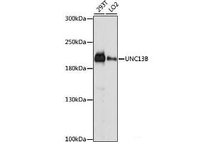 Western blot analysis of extracts of various cell lines using UNC13B Polyclonal Antibody at dilution of 1:1000. (UNC13B 抗体)