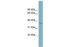 WB Suggested Anti-SPAG4L Antibody Titration: 0. (SUN5 抗体  (N-Term))