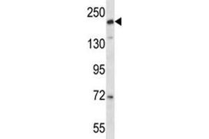 CD163L1 antibody western blot analysis in NCI-H292 lysate (CD163L1 抗体  (AA 1401-1430))