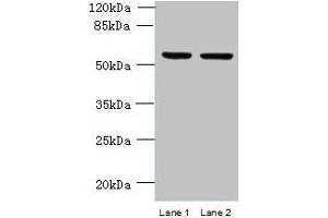 Western blot All lanes: UFSP2 antibody at 4 μg/mL Lane 1: HepG2 whole cell lysate Lane 2: NIH/3T3 whole cell lysate Secondary Goat polyclonal to rabbit IgG at 1/10000 dilution Predicted band size: 54 kDa Observed band size: 54 kDa (UFSP2 抗体  (AA 63-343))