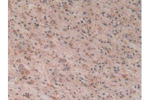 Figure. (Cytochrome C 抗体  (AA 5-100))