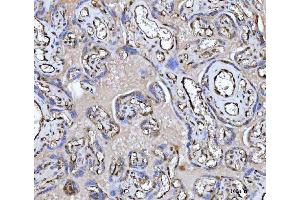 IHC analysis of PTRF/CAVIN1 using anti-PTRF/CAVIN1 antibody (ABIN7601817). (PTRF 抗体  (AA 47-390))
