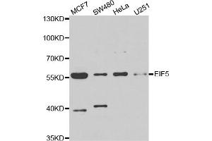 Western blot analysis of extracts of various cell lines, using EIF5 antibody (ABIN5973954) at 1/1000 dilution. (EIF5 抗体)