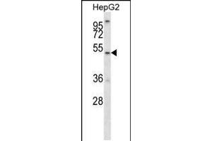 Western blot analysis in HepG2 cell line lysates (35ug/lane). (ALG11 抗体  (C-Term))