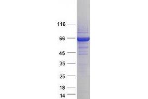 Western Blotting (WB) image for Syntaxin Binding Protein 1 (STXBP1) (Transcript Variant 1) protein (Myc-DYKDDDDK Tag) (ABIN2732913)