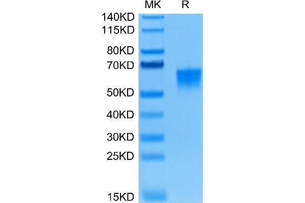 VTCN1 Protein (AA 29-258) (His-Avi Tag)