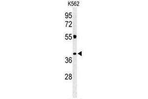 Western blot analysis of CLM1 Antibody (N-term) in K562 cell line lysates (35µg/lane). (IREM1 抗体  (N-Term))