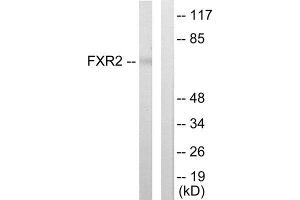Western Blotting (WB) image for anti-Fragile X Mental Retardation, Autosomal Homolog 2 (FXR2) (C-Term) antibody (ABIN1849412) (FXR2 抗体  (C-Term))