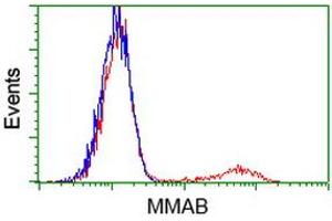 HEK293T cells transfected with either RC204290 overexpress plasmid (Red) or empty vector control plasmid (Blue) were immunostained by anti-MMAB antibody (ABIN2454045), and then analyzed by flow cytometry. (MMAB 抗体)