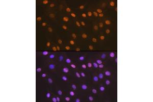 Immunofluorescence (IF) image for anti-High Mobility Group Box 2 (HMGB2) antibody (ABIN7267649)