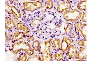 Immunohistochemistry of paraffin-embedded human kidney tissue using ABIN7161906 at dilution of 1:100