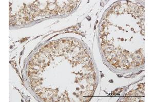 Immunoperoxidase of purified MaxPab antibody to GLUD2 on formalin-fixed paraffin-embedded human testis. (GLUD2 抗体  (AA 1-264))