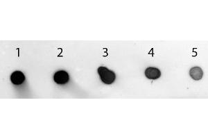 Dot Blot of Goat anti-Rabbit IgG (Min X Human Serum Proteins) Antibody Alkaline Phosphatase Conjugated. (山羊 anti-兔 IgG (Heavy & Light Chain) Antibody (Alkaline Phosphatase (AP)) - Preadsorbed)