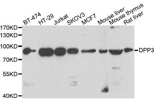 Western blot analysis of extracts of various cell lines, using DPP3 antibody. (DPP3 抗体)