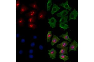 ABIN7094399 and ABIN7098446 staining HepG2 cells by IF/ICC.