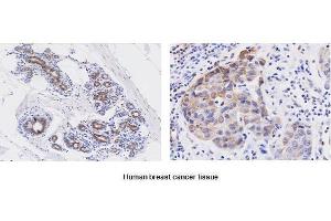 Immunohistochemistry (IHC) image for anti-Wingless-Type MMTV Integration Site Family, Member 3A (WNT3A) (AA 19-352) antibody (ABIN933938)