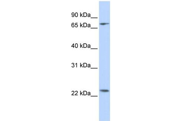 Zinc Finger Protein 185 抗体  (N-Term)