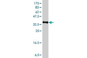 Western Blotting (WB) image for anti-Protein Tyrosine Phosphatase Receptor Type F (PTPRF) (AA 1788-1897) antibody (ABIN562533)