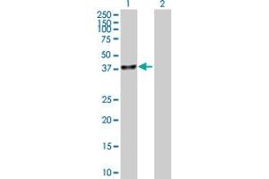 Western Blot analysis of UBLCP1 expression in transfected 293T cell line by UBLCP1 MaxPab polyclonal antibody. (UBLCP1 抗体  (AA 1-318))