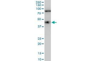 COPS3 polyclonal antibody (A01), Lot # 060113JC01. (COPS3 抗体  (AA 324-422))