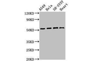 Western Blot Positive WB detected in: A549 whole cell lysate, Hela whole cell lysate, SH-SY5Y whole cell lysate, Mouse heart tissue All lanes: ATG4D antibody at 2. (ATG4D 抗体  (AA 14-43))