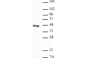 SIRT6 antibody (pAb) tested by Western blot. (SIRT6 抗体  (C-Term))