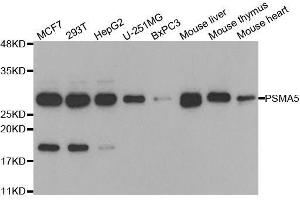 Western blot analysis of extracts of various cell lines, using PSMA5 antibody. (PSMA5 抗体  (AA 1-241))