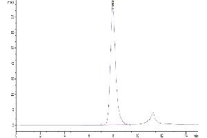 The purity of Human Fc gamma RIIA/CD32a (H167) is greater than 95 % as determined by SEC-HPLC. (FCGR2A Protein (AA 36-218) (His-Avi Tag,Biotin))