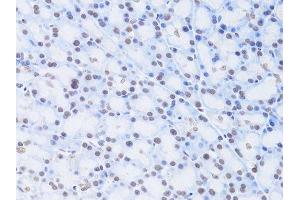 Immunohistochemistry of paraffin-embedded rat pancreas using LMNB2 Antibody.