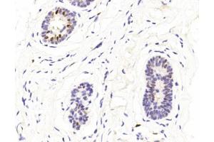 Immunohistochemical analysis of paraffin-embedded Human Normal breast section using Pink1 (ABIN1944795 and ABIN2838499). (GATA3 抗体  (AA 1-444))