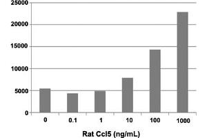 Human THP-1 cells were allowed to migrate to rat Ccl5 at (0, 0. (CCL5 蛋白)