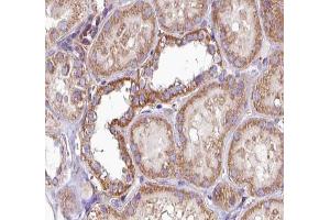 ABIN6269167 at 1/100 staining human Kidney tissue sections by IHC-P. (PKC alpha 抗体  (C-Term))