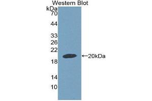 Western Blotting (WB) image for anti-Growth Differentiation Factor 9 (GDF9) (AA 306-440) antibody (ABIN2118690) (GDF9 抗体  (AA 306-440))