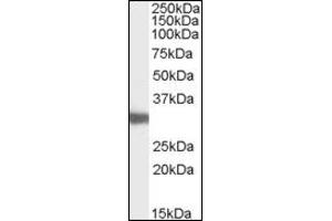 Image no. 1 for anti-Lactate Dehydrogenase C (LDHC) (AA 221-233), (Internal Region) antibody (ABIN374990) (Lactate Dehydrogenase C 抗体  (Internal Region))