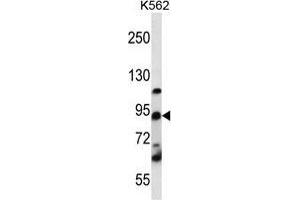 UBTF Antibody (C-term) western blot analysis in K562 cell line lysates (35 µg/lane). (UBTF 抗体  (C-Term))