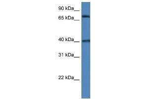WB Suggested Anti-MPO AntibodyTitration: 1.
