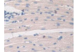 Immunohistochemistry (IHC) image for anti-Prostaglandin E Synthase 2 (PTGES2) (AA 144-384) antibody (ABIN1860350)