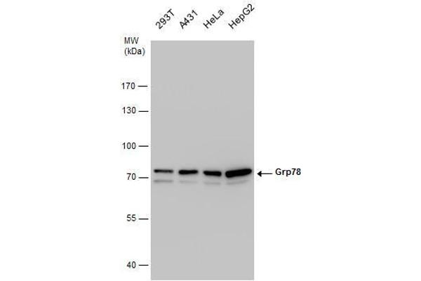 GRP78 抗体  (Internal Region)