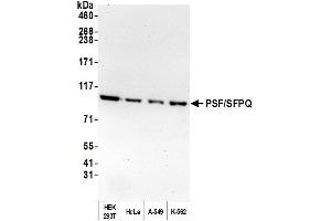 Western Blotting (WB) image for anti-Splicing Factor Proline/glutamine-Ric (SFPQ) (AA 225-275) antibody (ABIN7453761) (SFPQ 抗体  (AA 225-275))