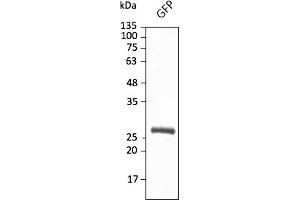 Western Blotting (WB) image for anti-Green Fluorescent Protein (GFP) antibody (DyLight 633) (ABIN7273062) (GFP 抗体  (DyLight 633))