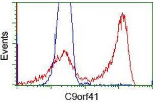 HEK293T cells transfected with either RC205116 overexpress plasmid (Red) or empty vector control plasmid (Blue) were immunostained by anti-C9orf41 antibody (ABIN2452872), and then analyzed by flow cytometry. (C9orf41 抗体)